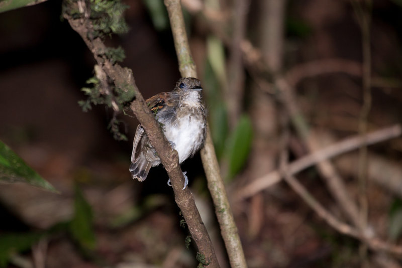 Spotted Antbird