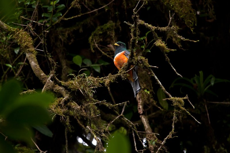Orange-bellied Trogon