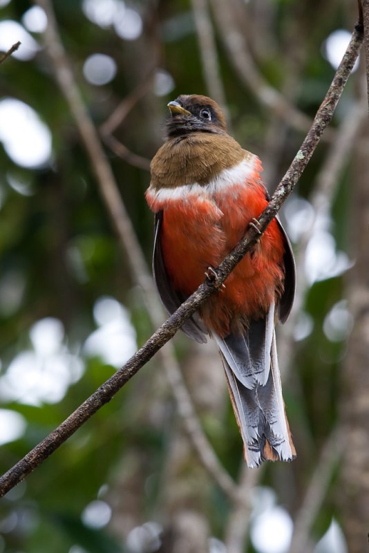 Collared Trogon