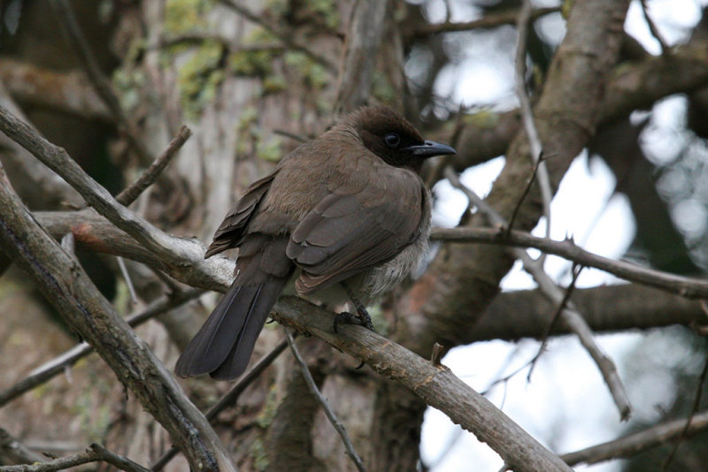 Common bulbul