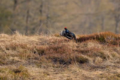Black Grouse