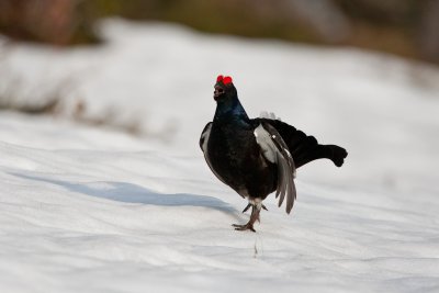 Black Grouse