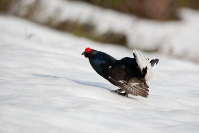 Black Grouse