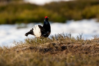 Black Grouse