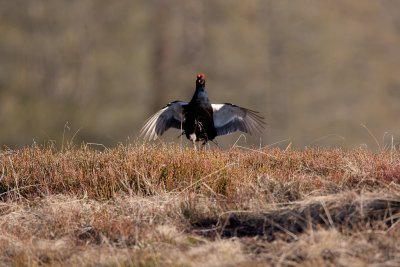 Black Grouse