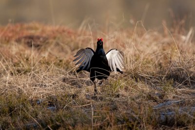 Black Grouse