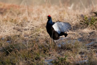 Black Grouse