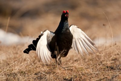 Black Grouse