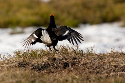 Black Grouse