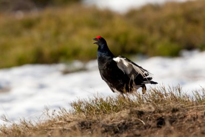 Black Grouse