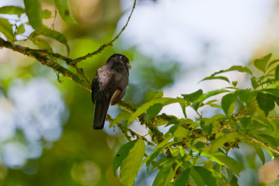 Violaceus Trogon