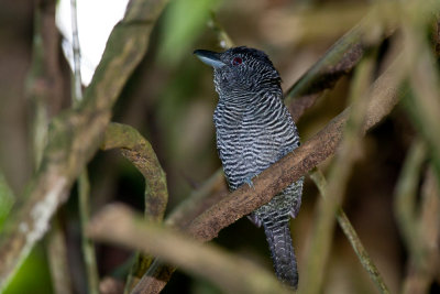 Fasciated Antshrike