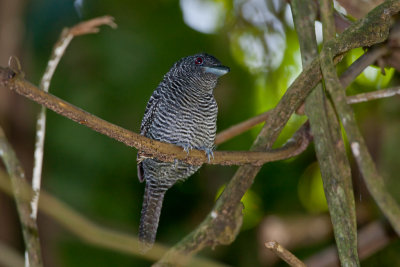 Fasciated Antshrike