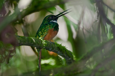 Rufous-tailed Jacamar