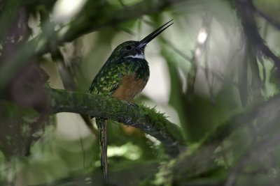 Rufous-tailed Jacamar