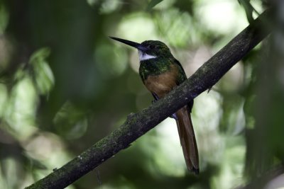 Rufous-tailed Jacamar