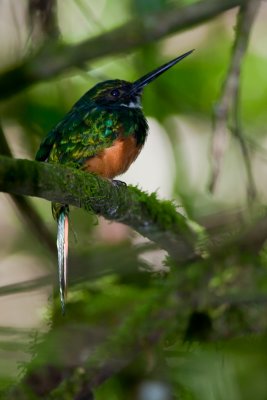 Rufous-tailed Jacamar