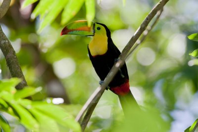 Keel-billed Toucan