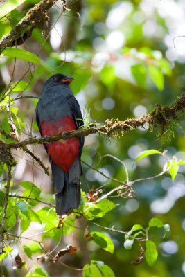 Slaty-tailed Trogon