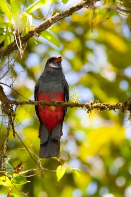Slaty-tailed Trogon