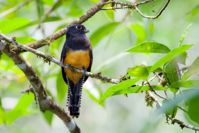 Violaceus Trogon