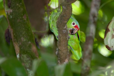 Red-lored Parrot