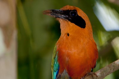 Rufous Motmot