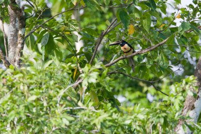 Collared Aracari