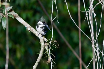 Amazon Kingfisher