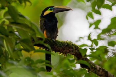 Yellow-eared Toucanet