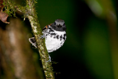 Spotted Antbird