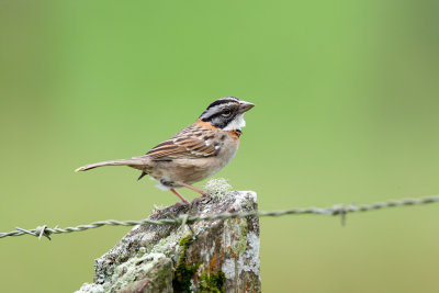 Rufous-collared Sparrow