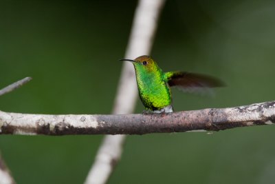 Coppery-headed Emeral