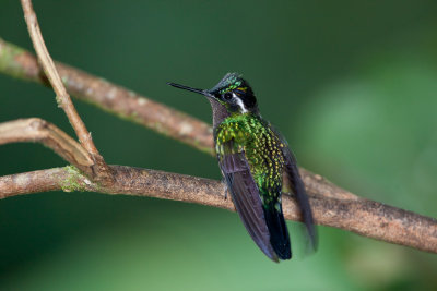 Purple-throated Mountain-gem