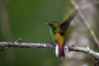 Coppery-headed Emeral