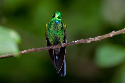 Green-crowned Brilliant