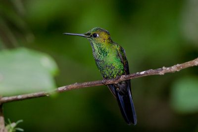 Green-crowned Brilliant