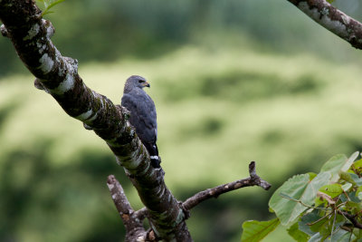 Grey Hawk