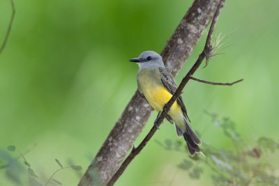 Tropical Kingbird