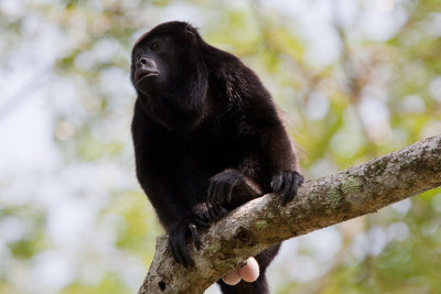 Howler Monkey