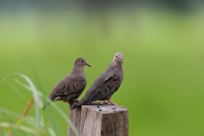 Common Ground-dove