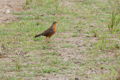 Lesser Ground-cuckoo