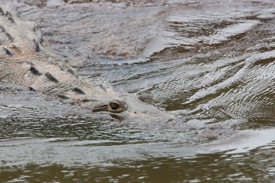 Crocodile