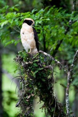 Laughing Falcon