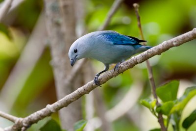 Blue-grey Tanager