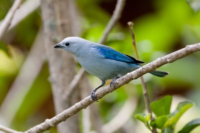 Blue-grey Tanager