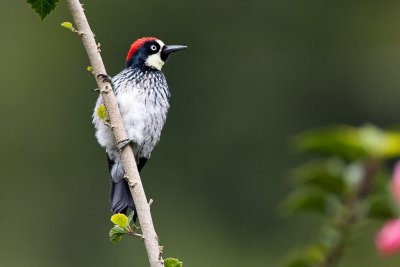 Acorn Woodpecker