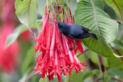 Slaty Flowerpiercer