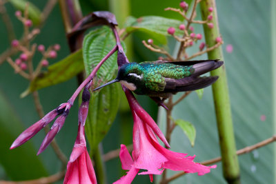 White-throated Mountain-gem