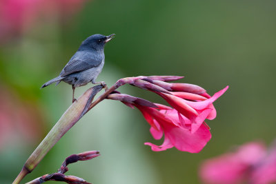 Slaty Flowerpiercer